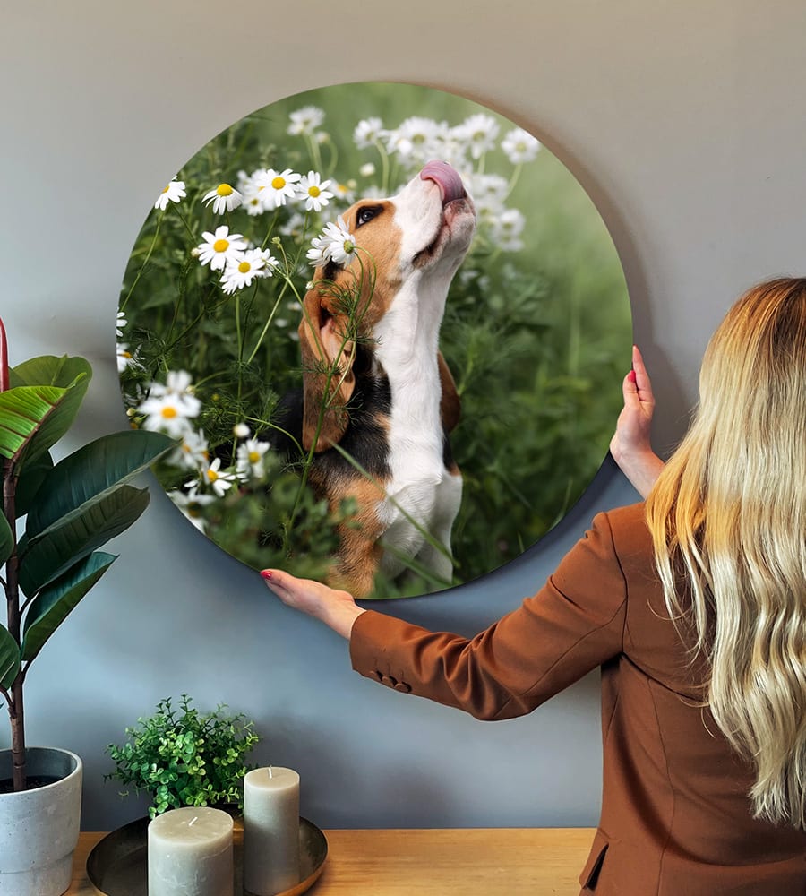 Foto eines Hunden auf Forex rund