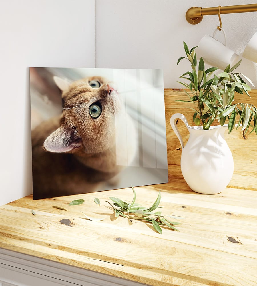 Foto einer Katze auf HD Metal