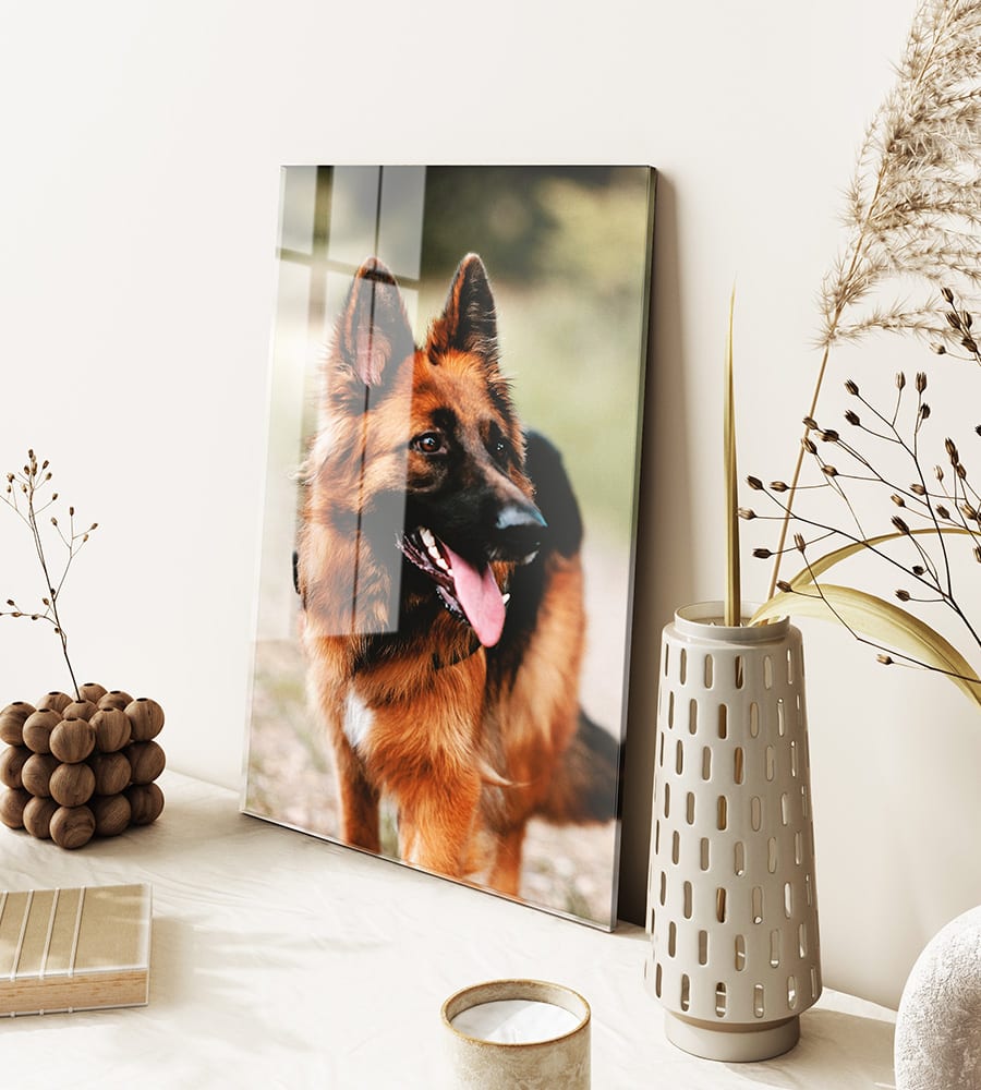 Foto eines Hunden auf Acrylglas