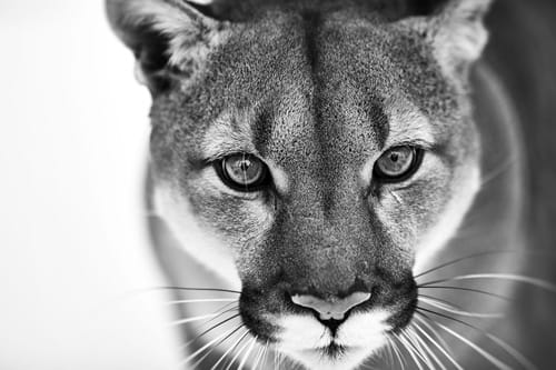 Panther black&white
