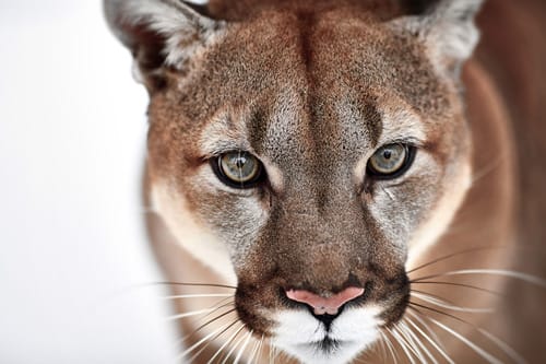 Panther